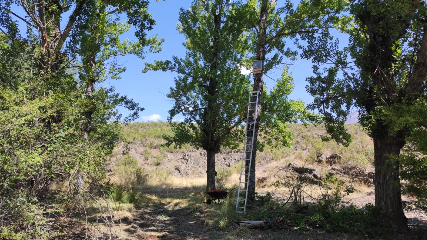 una escalera completamente extendida con una caja nido instalada a unos 6 metros de altura en el bosque de chopos