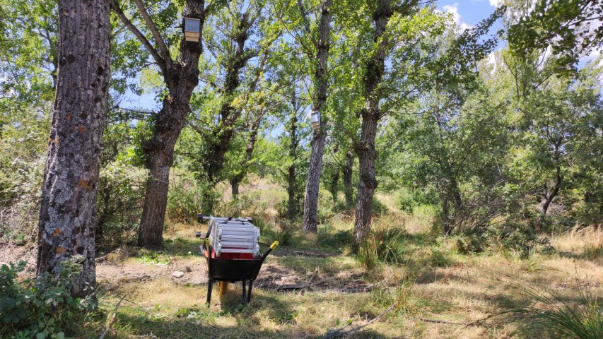 El bosque de chopos con tres cajas nido instaladas y una carretilla con las herramientas recogidas